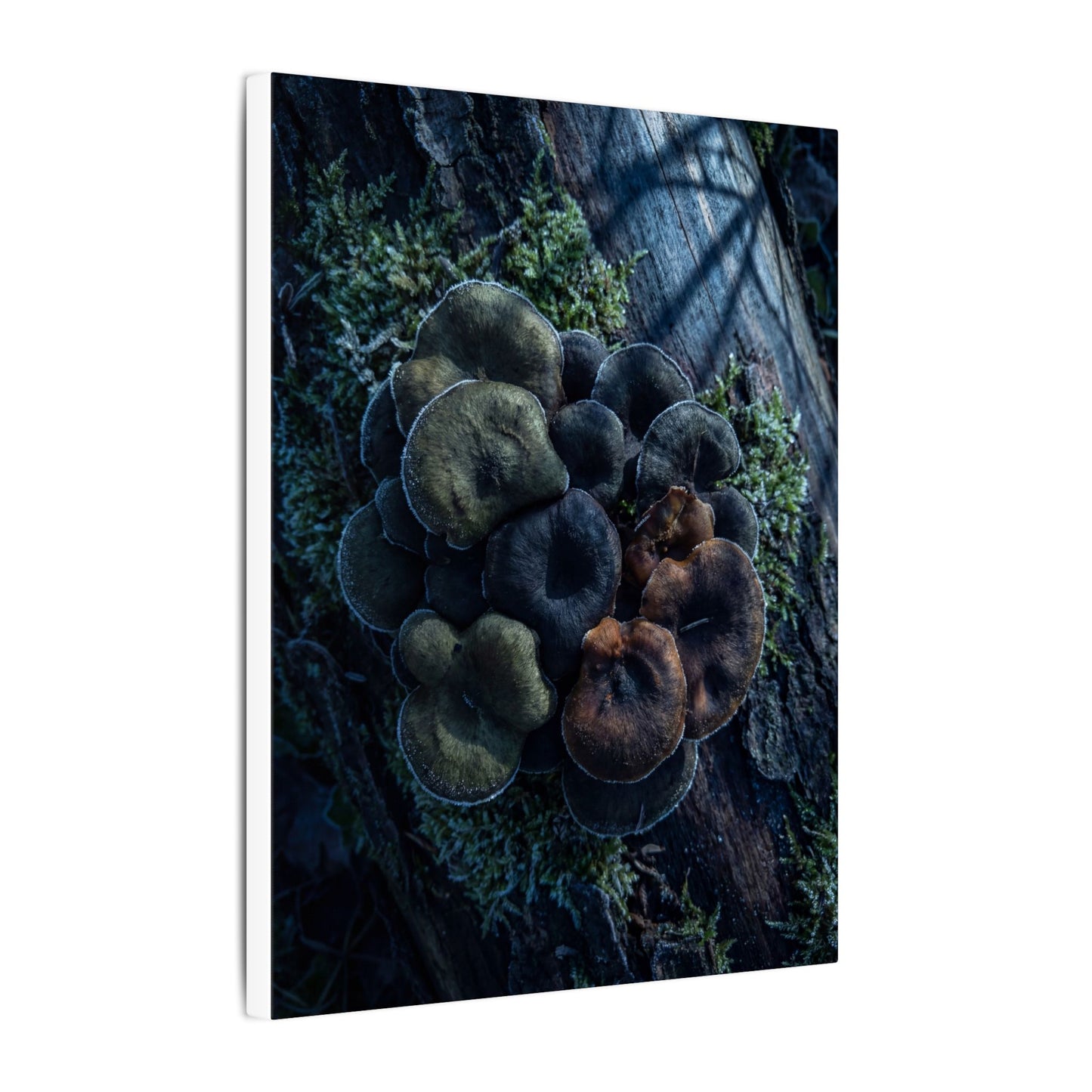 Wild Mushrooms Moody Minimal Canvas Art | Moody Dark Japandi Art