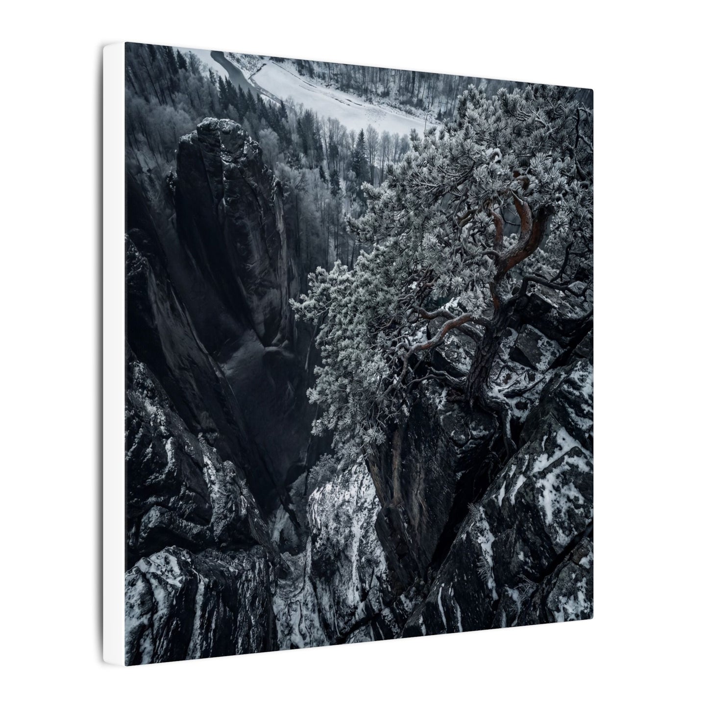 Dark Japandi Pine Tree in Dappled | Dark Texture Canvas Art