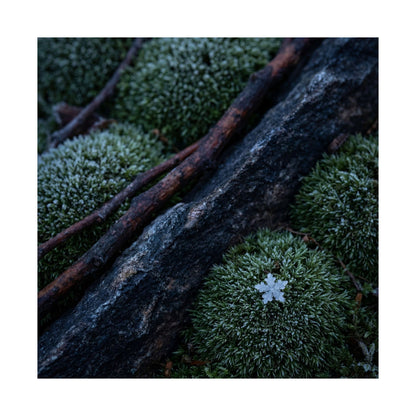 Moss Close Up Moody Minimal Wall Art Print | Moody Dark Japandi Art