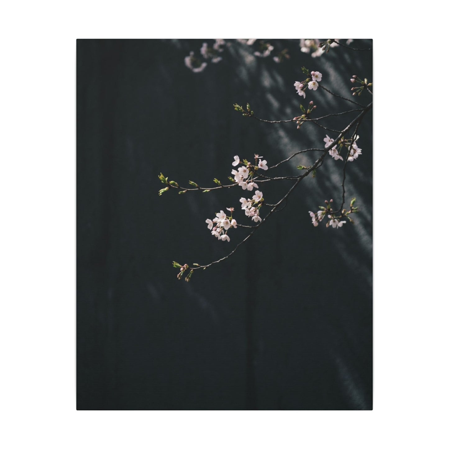 Cherry Blossom Spring Canvas Art | Dark Japandi Sophisticated Design