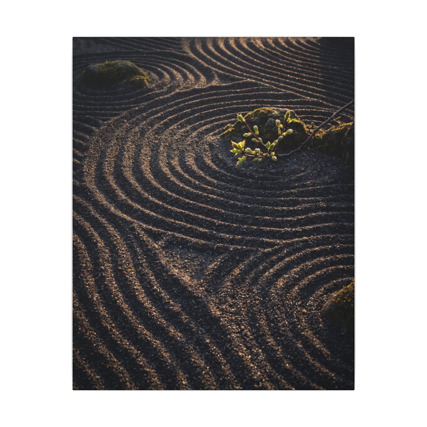 Spring Rock Garden Shadow Zen Canvas Art | Atmospheric Decor