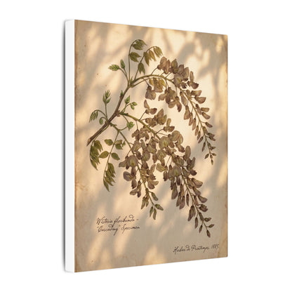 Spring Wisteria Herbarium Canvas Art | Earthy Decor