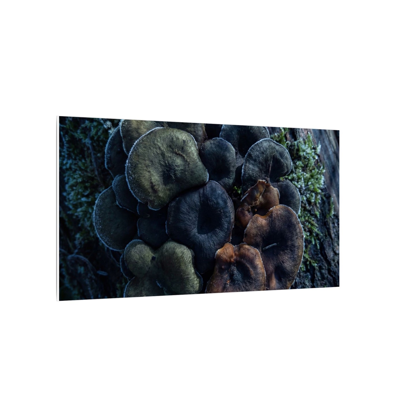 Wild Mushrooms Moody Minimal Canvas Art | Moody Dark Japandi Art