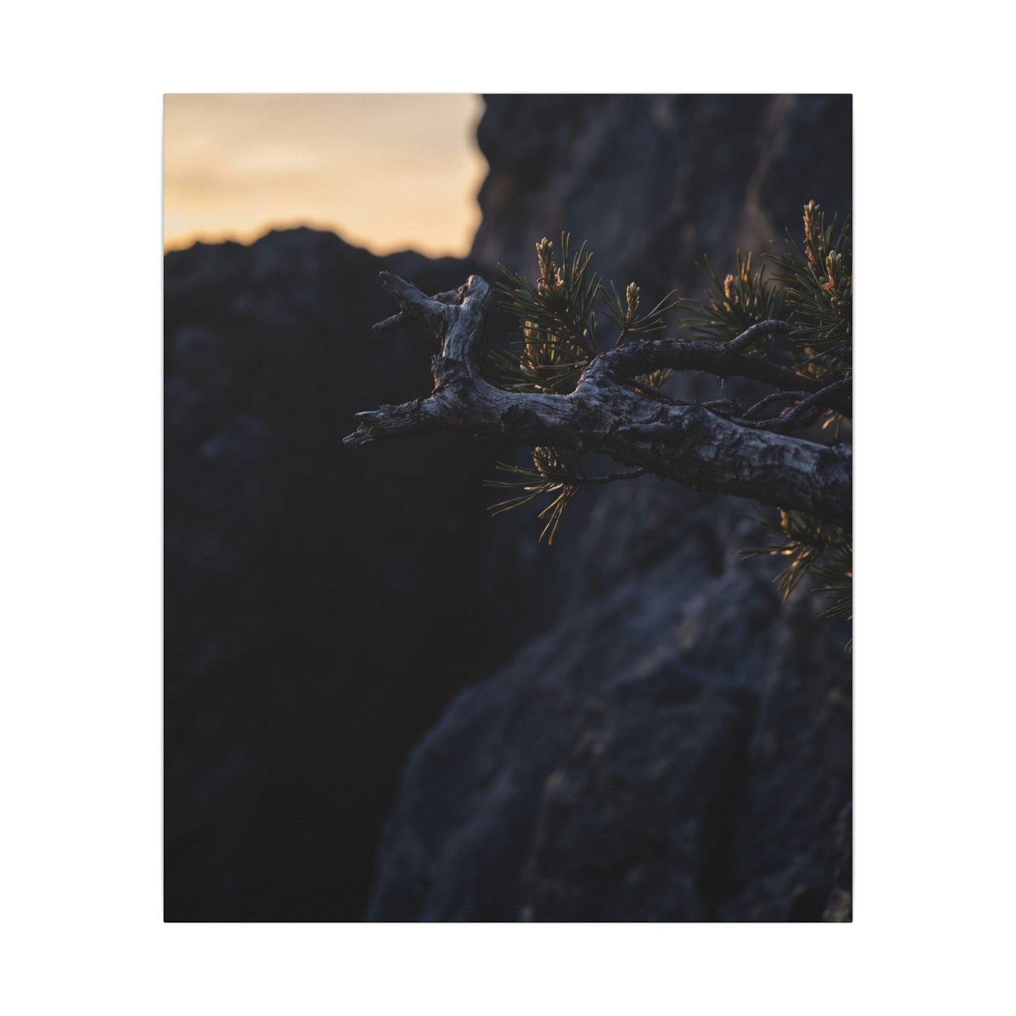 Pine Tree Moody Minimal Canvas Art | Sophisticated Dark Japandi Art