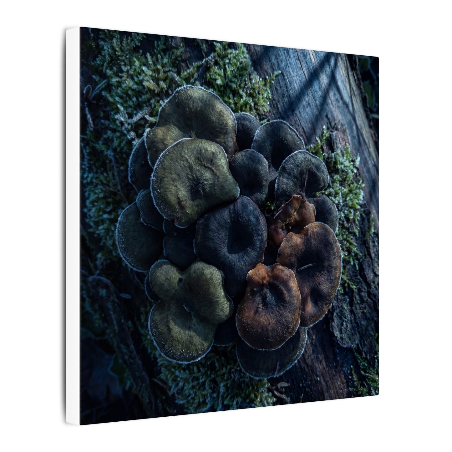 Wild Mushrooms Moody Minimal Canvas Art | Moody Dark Japandi Art