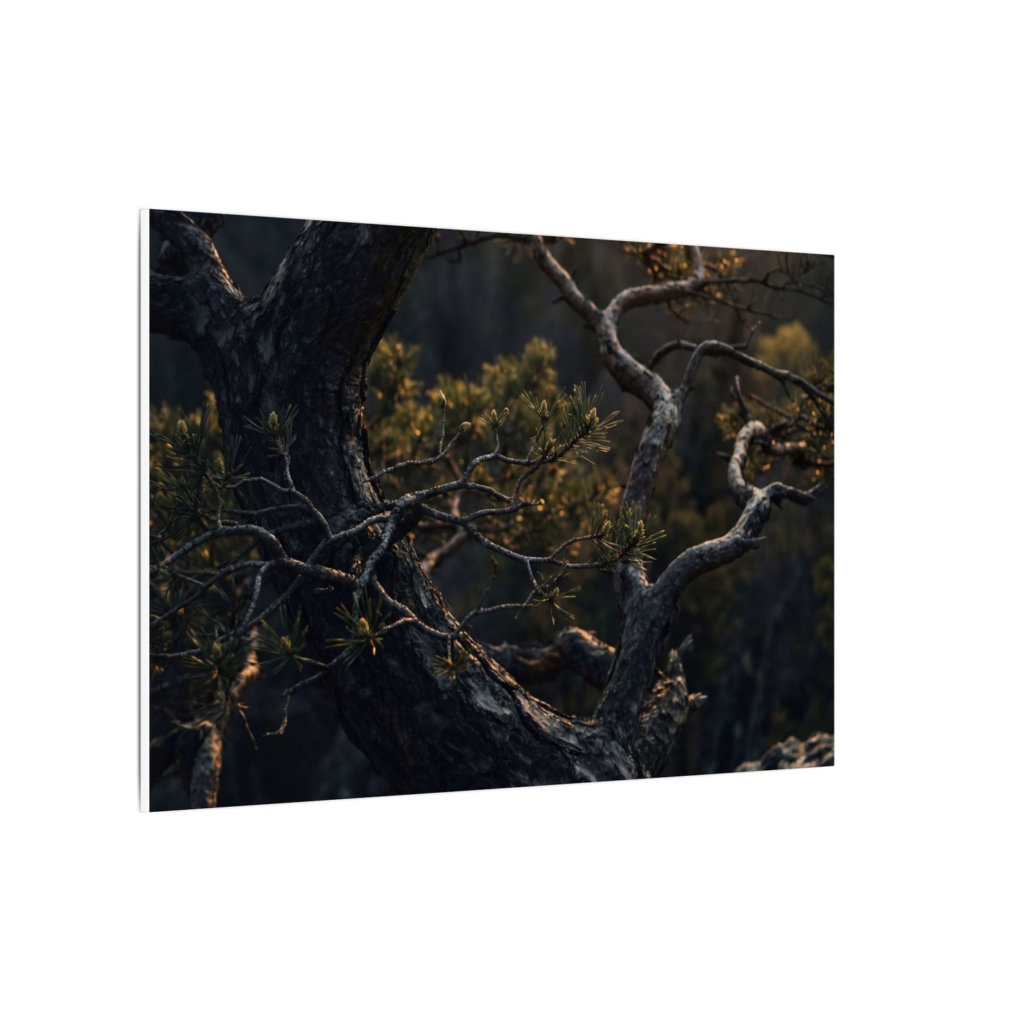 Moody Pine Tree Canvas Art - Moody Minimal Dark Japandi
