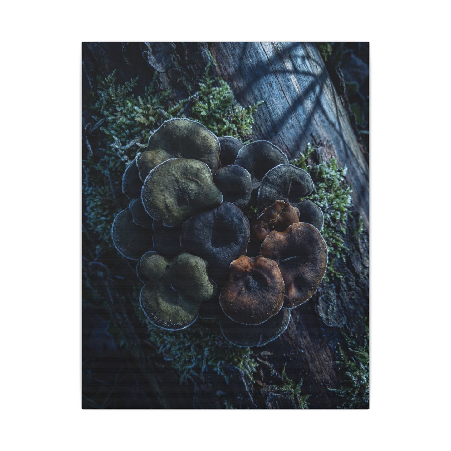 Wild Mushrooms Moody Minimal Canvas Art | Moody Dark Japandi Art