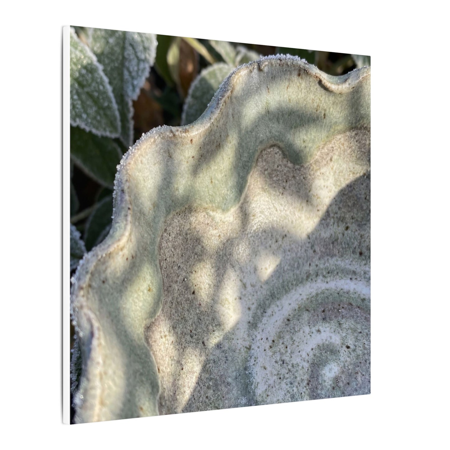 Dappled Ceramic Bowl Canvas Art - Japandi Seijaku