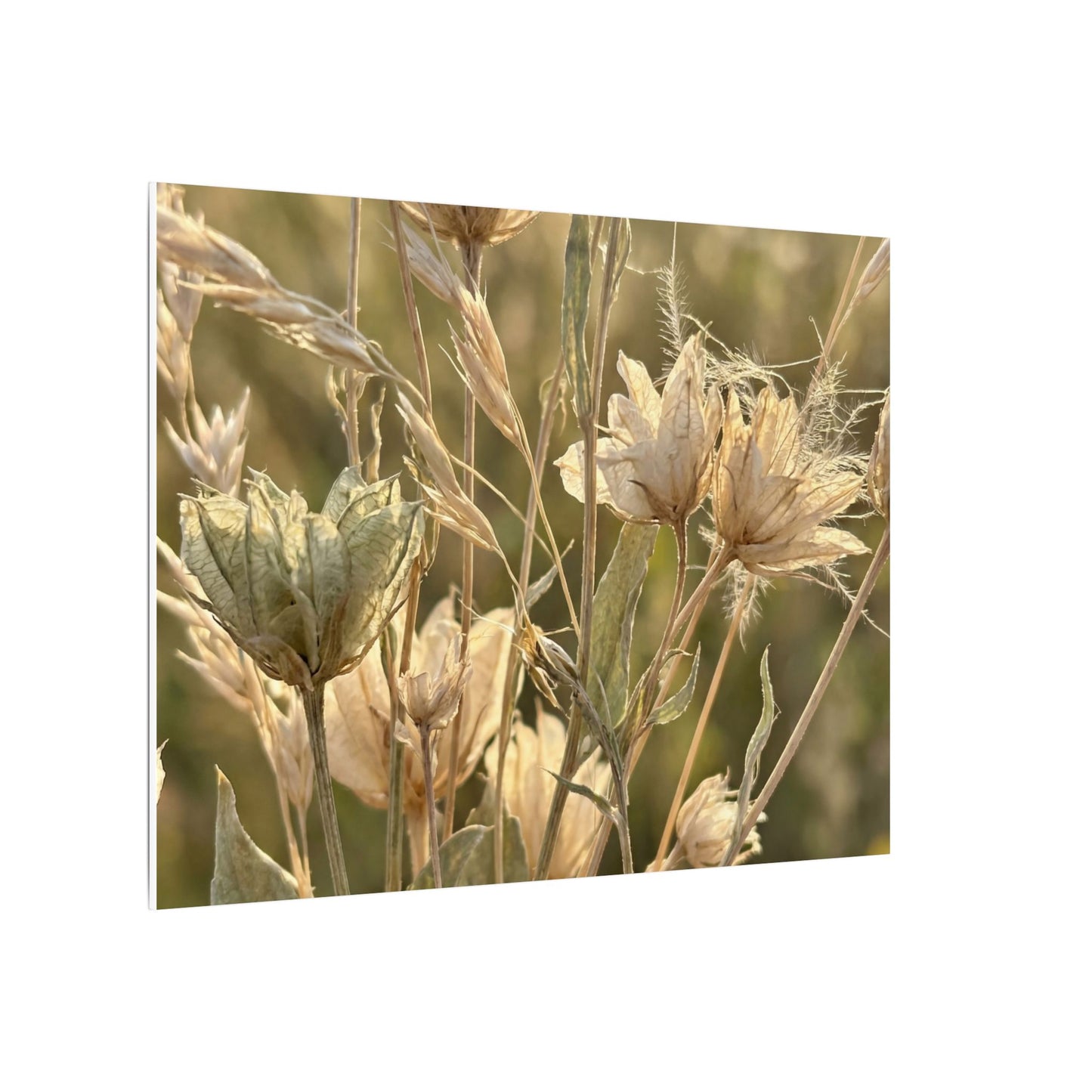Summer Dried Flowers Minimal Line Canvas Art | Cozy Decor