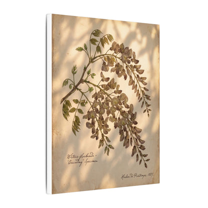 Spring Wisteria Herbarium Canvas Art | Earthy Decor