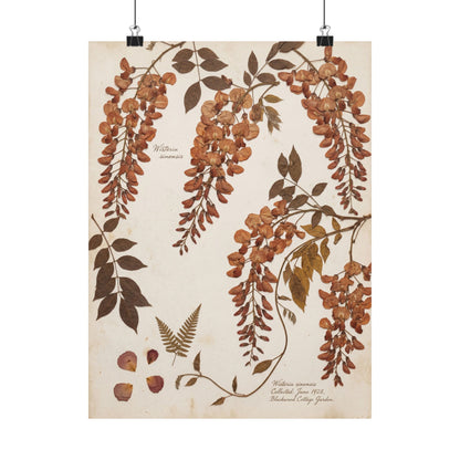 Summer Wisteria Herbarium Wall Art Print | Cozy Decor Art Print