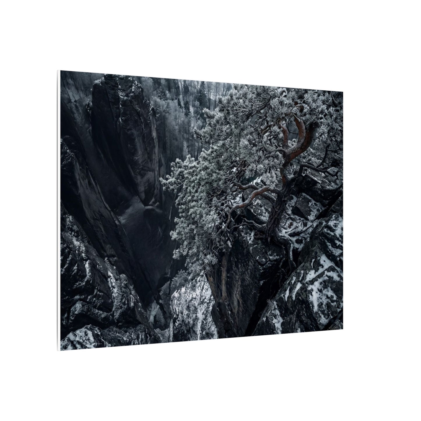 Dark Japandi Pine Tree in Dappled | Dark Texture Canvas Art