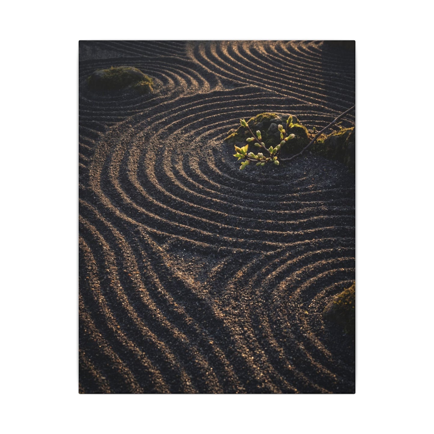 Spring Rock Garden Shadow Zen Canvas Art | Atmospheric Decor