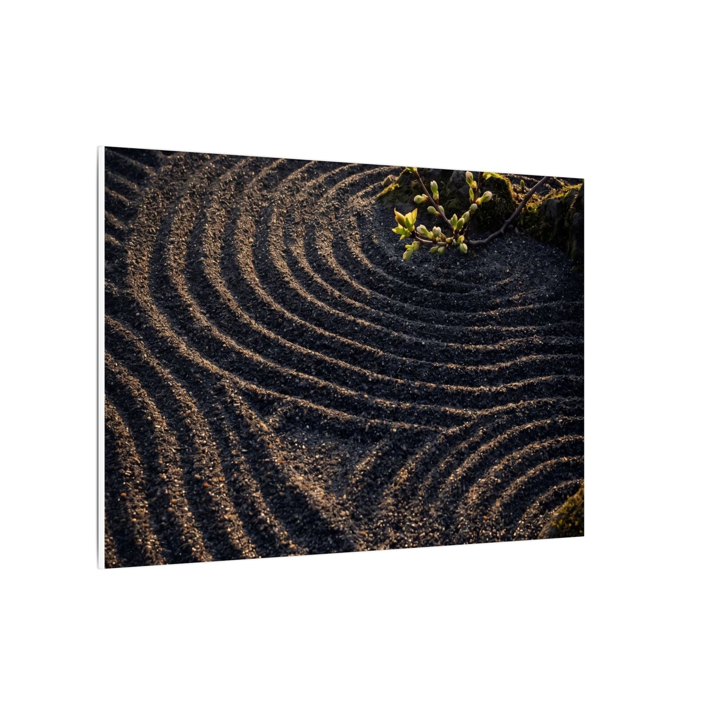 Spring Rock Garden Shadow Zen Canvas Art | Atmospheric Decor