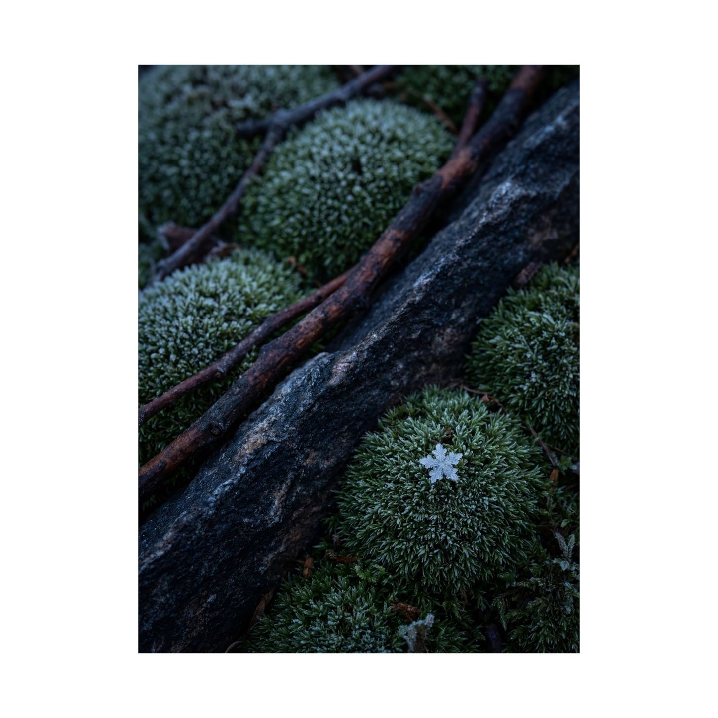 Moss Close Up Moody Minimal Wall Art Print | Moody Dark Japandi Art