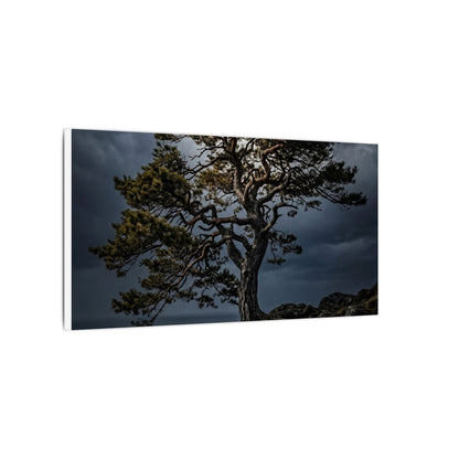 Dappled Pine Tree Canvas Art - Dark Japandi Fukinsei