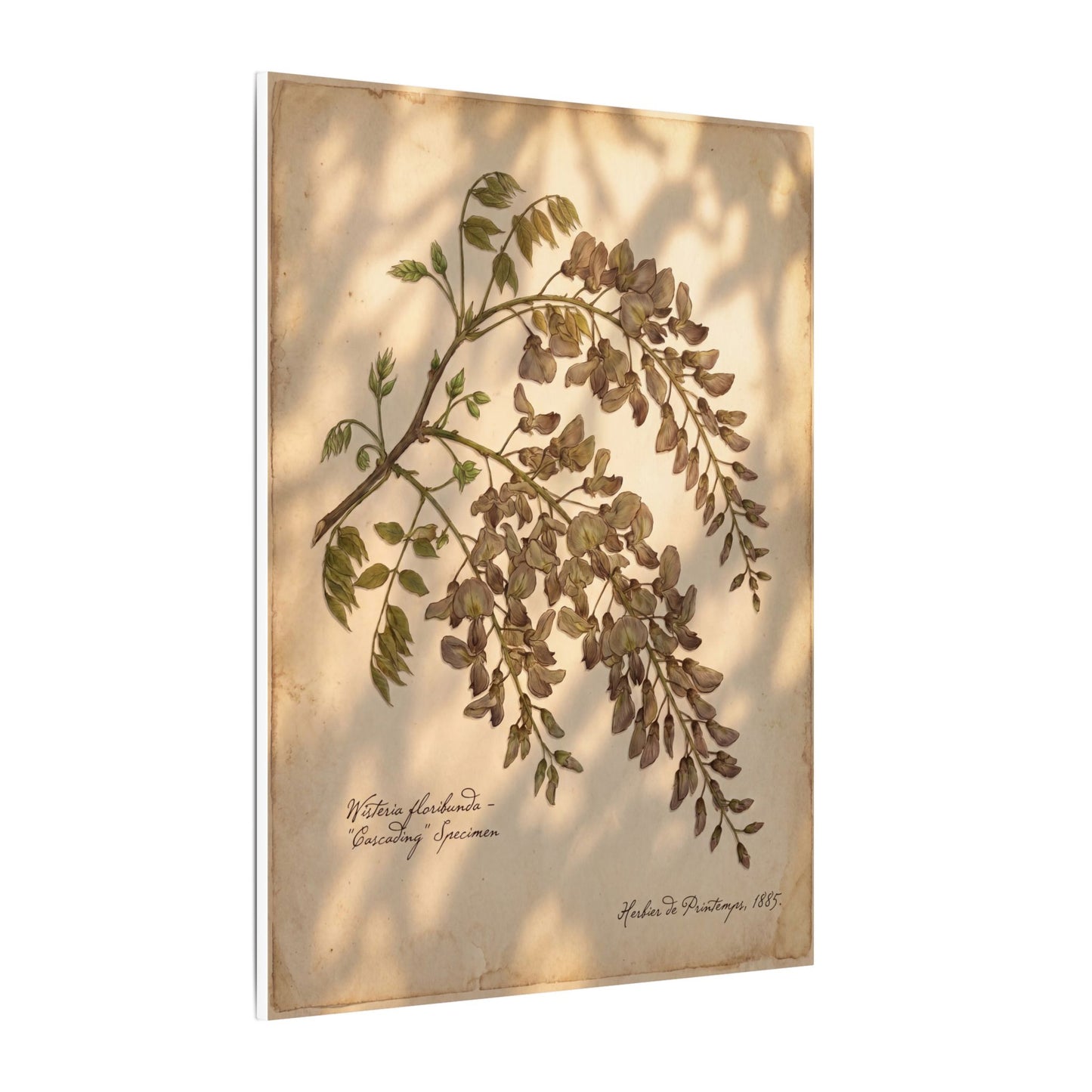 Spring Wisteria Herbarium Canvas Art | Earthy Decor