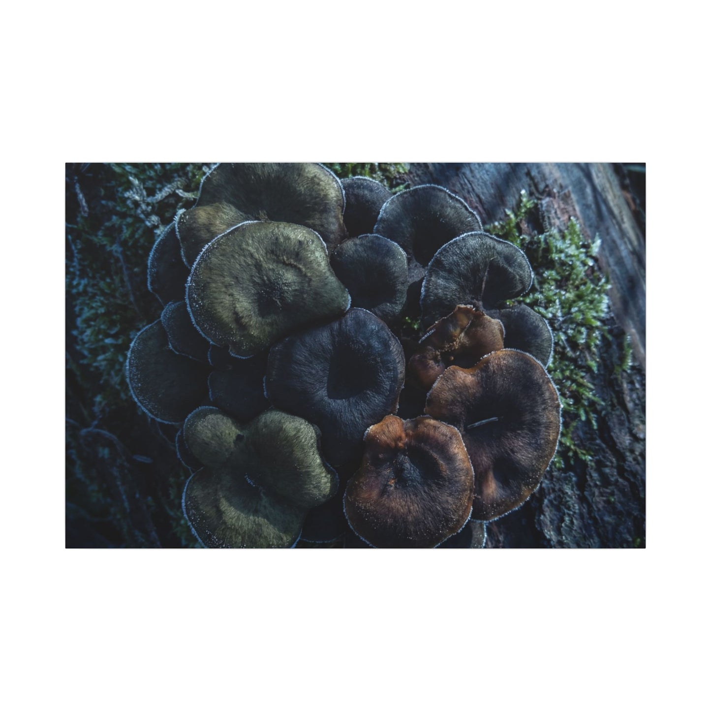 Wild Mushrooms Moody Minimal Canvas Art | Moody Dark Japandi Art Art Print