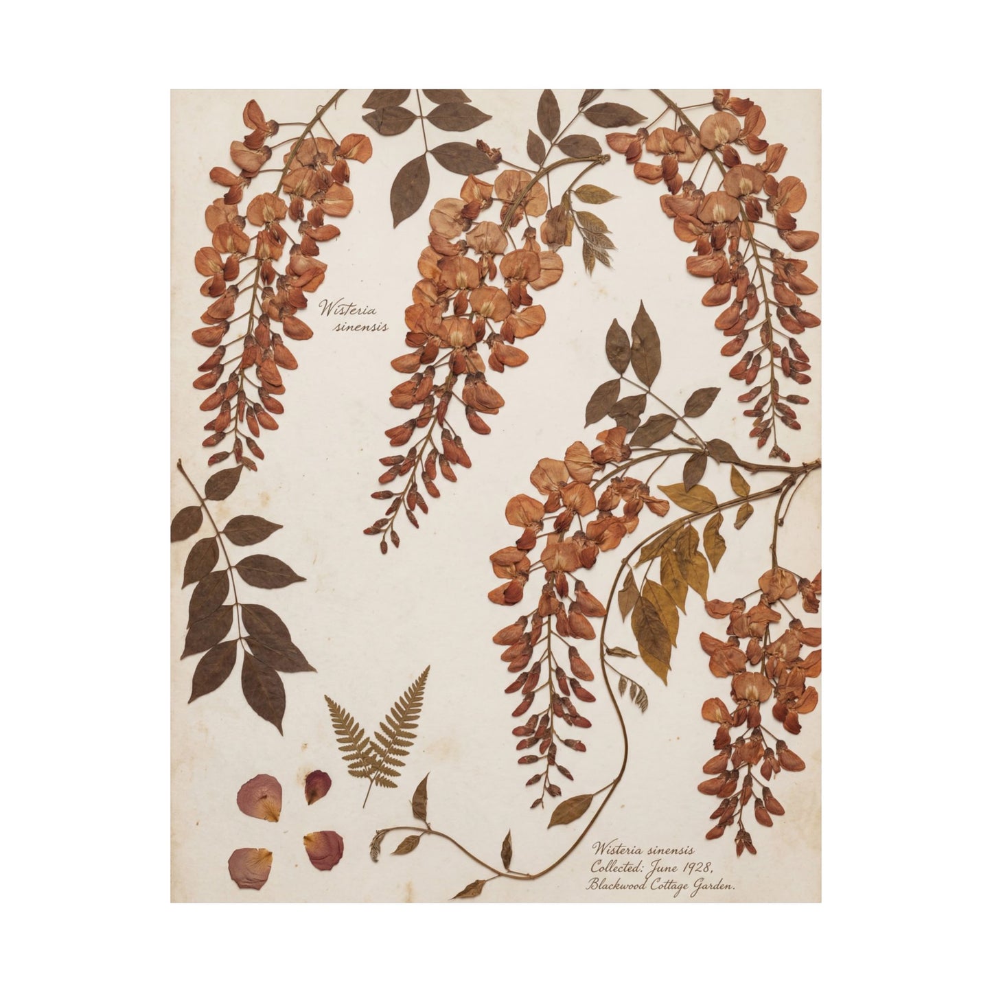 Summer Wisteria Herbarium Wall Art Print | Cozy Decor