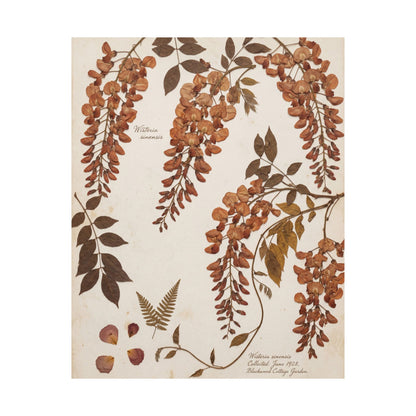 Summer Wisteria Herbarium Wall Art Print | Cozy Decor