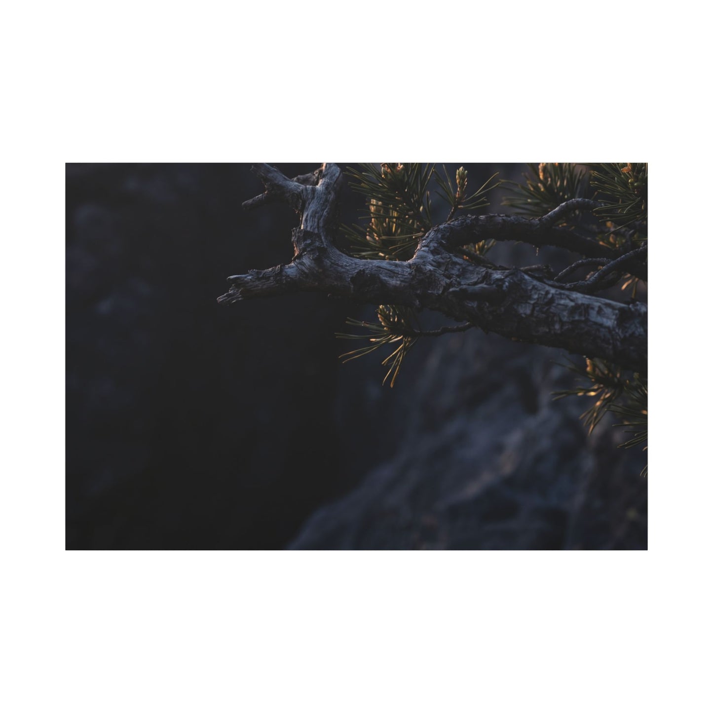 Pine Tree Moody Minimal Canvas Art | Sophisticated Dark Japandi Art