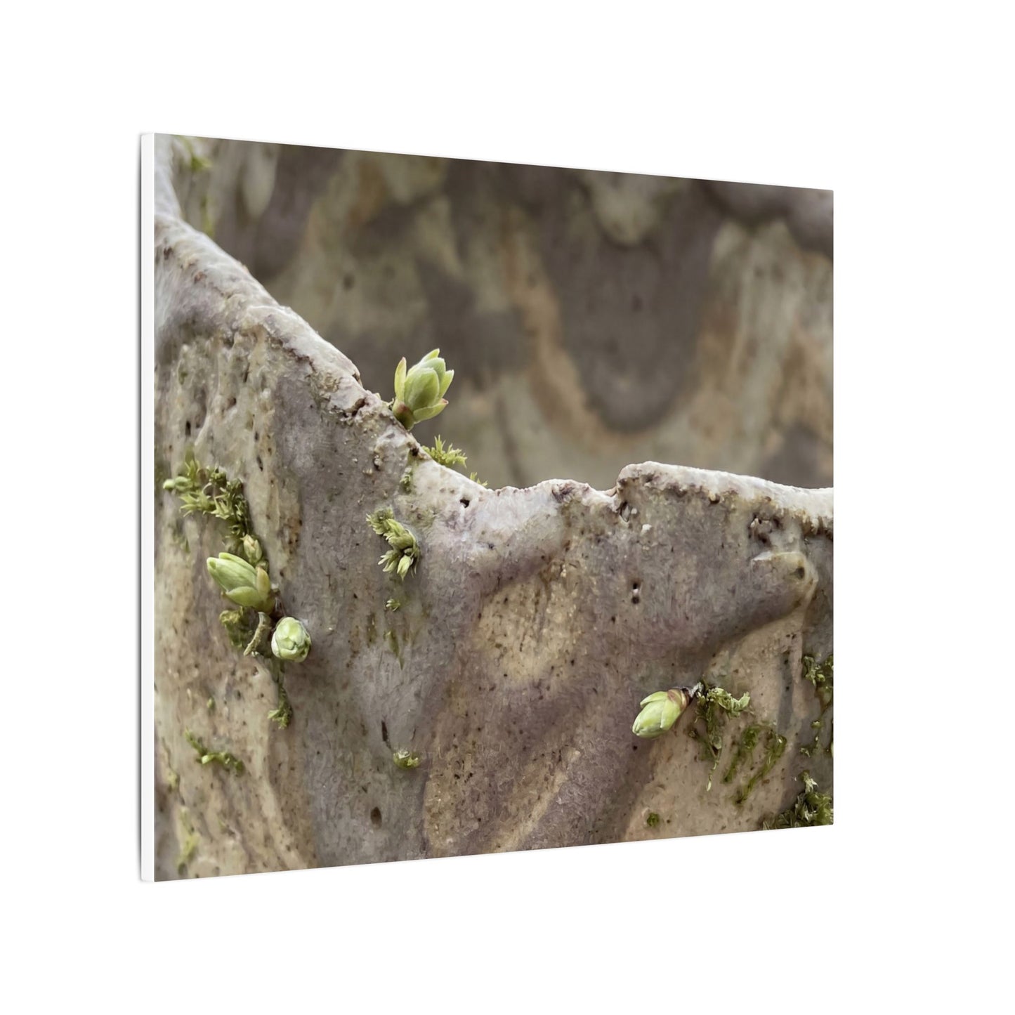 Overcast Ceramic Bowl Canvas Art - Japandi Fukinsei