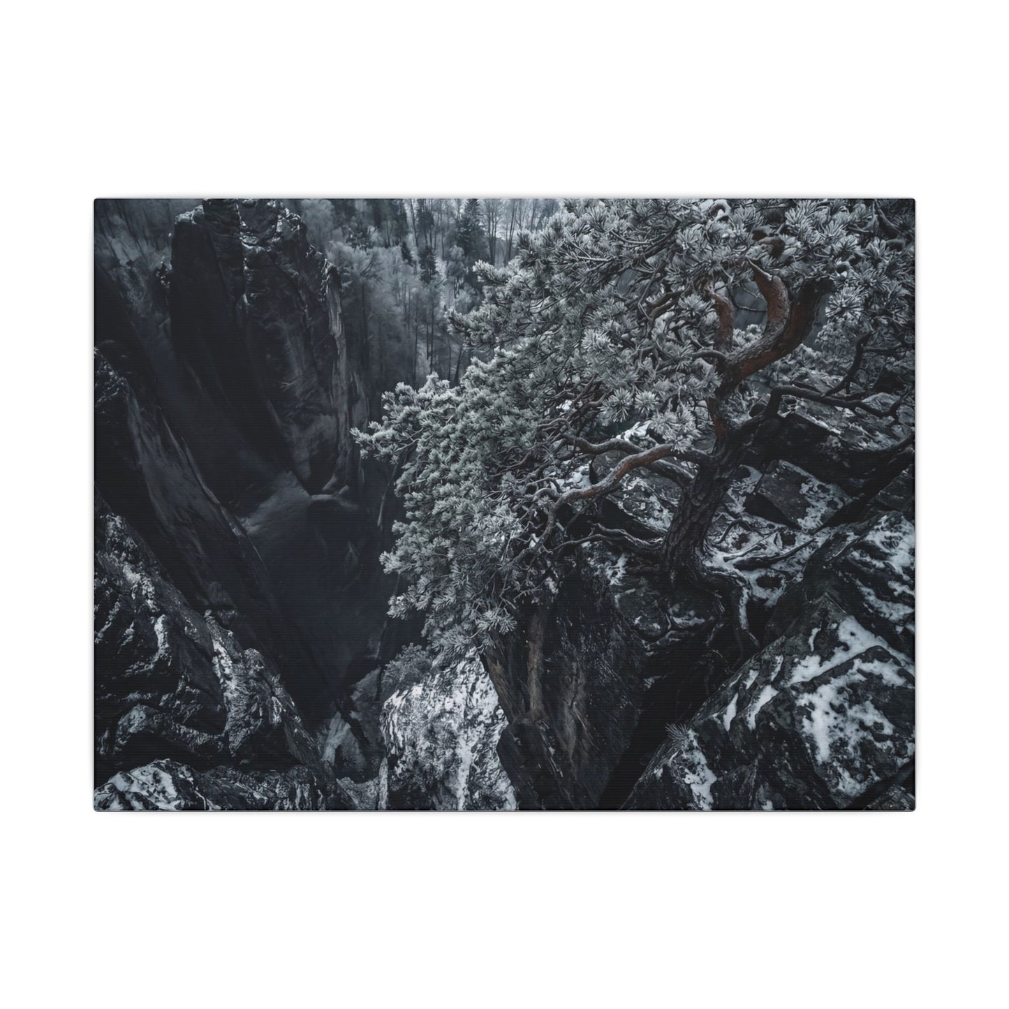 Dark Japandi Pine Tree in Dappled | Dark Texture Canvas Art