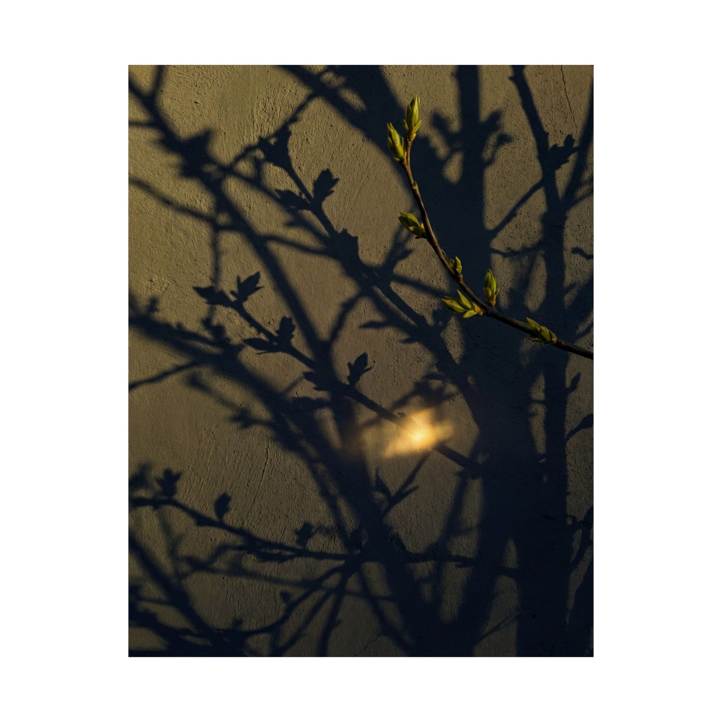 Datsuzoku Shadow Play Wall Art Print - Dark Japandi Moody Minimal
