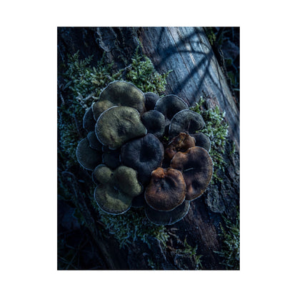 Moonlight Wild Mushrooms Wall Art Print - Dark Japandi Shibui