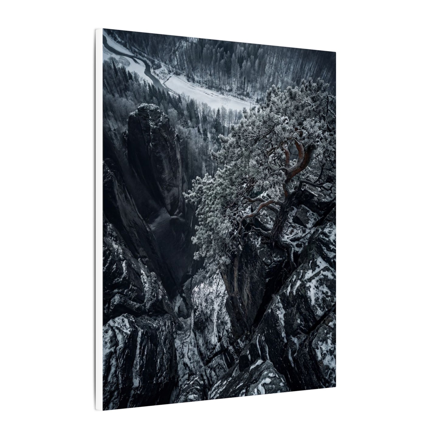 Dark Japandi Pine Tree in Dappled | Dark Texture Canvas Art