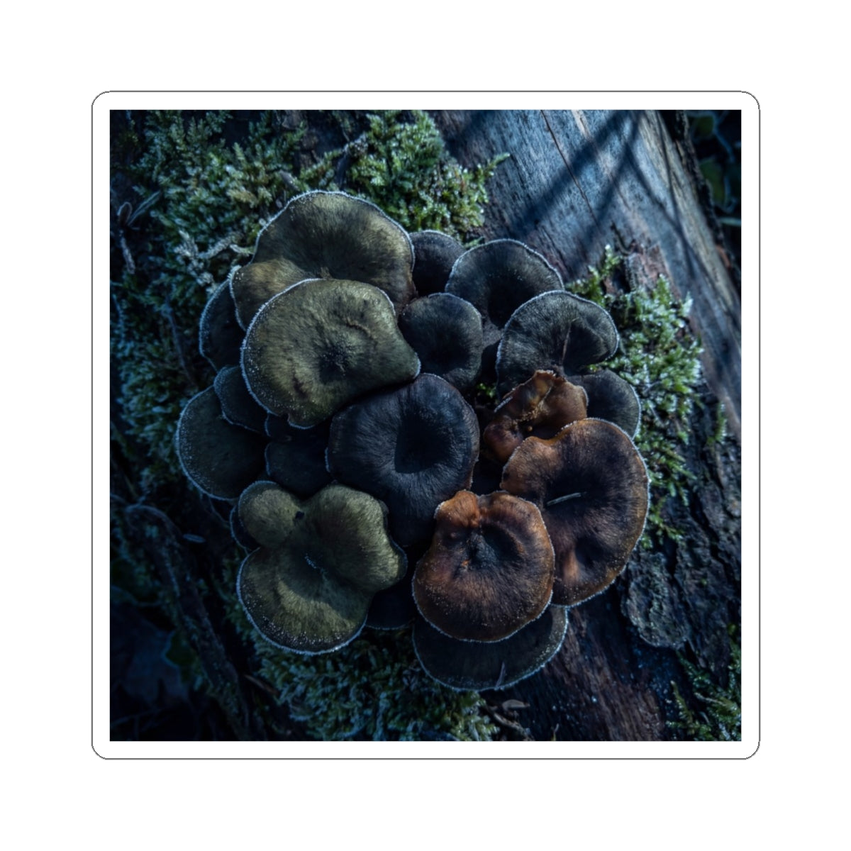 Wild Mushrooms Sticker | Winter Dark Japandi Moody Minimal Art Art Print