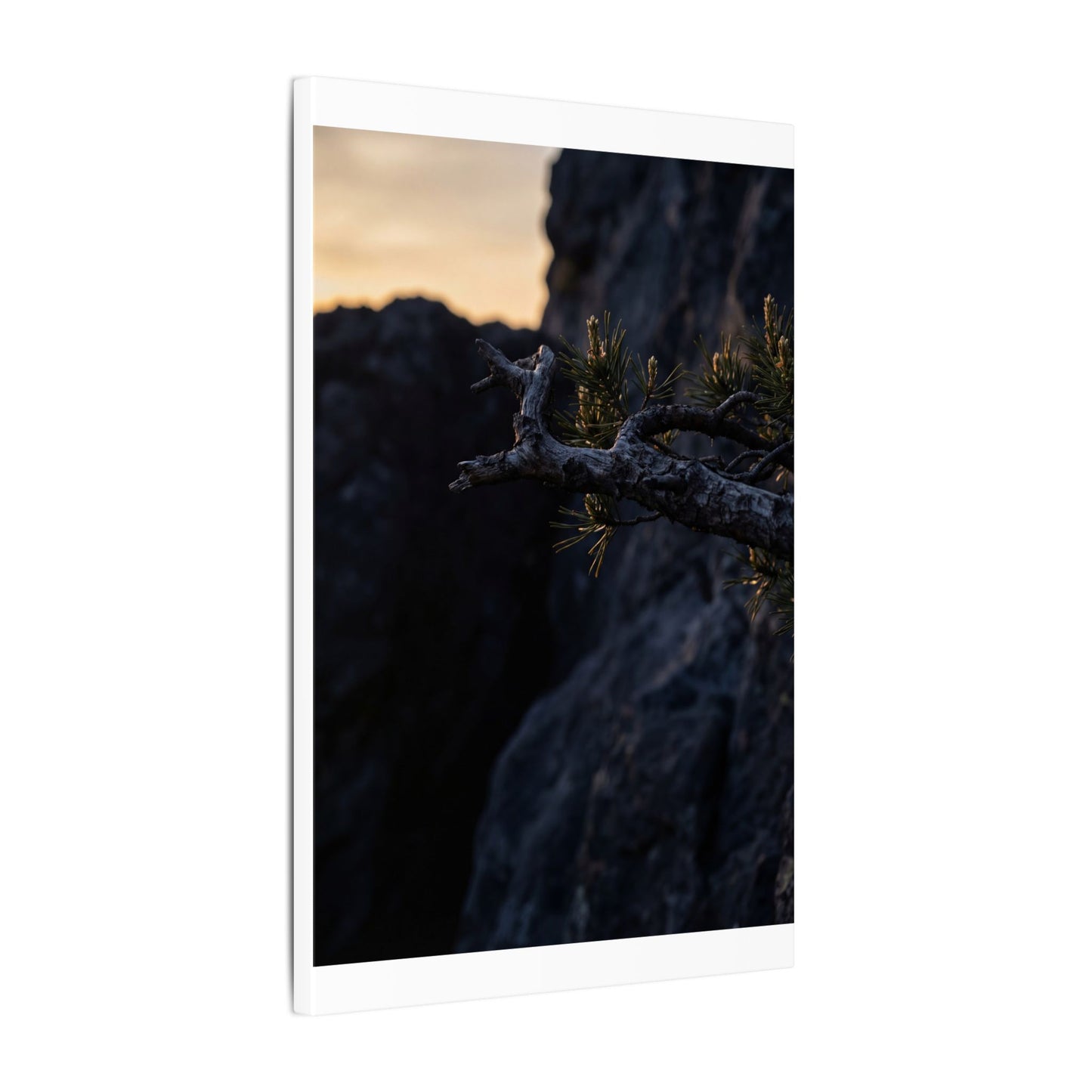 Pine Tree Moody Minimal Canvas Art | Sophisticated Dark Japandi Art
