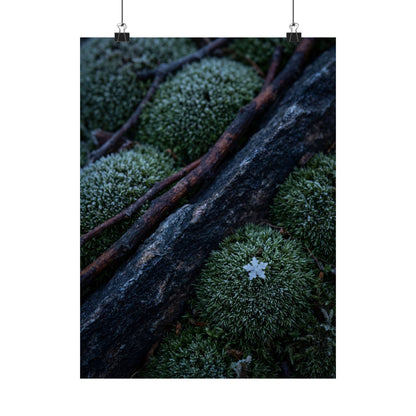 Moss Close Up Moody Minimal Wall Art Print | Moody Dark Japandi Art Art Print