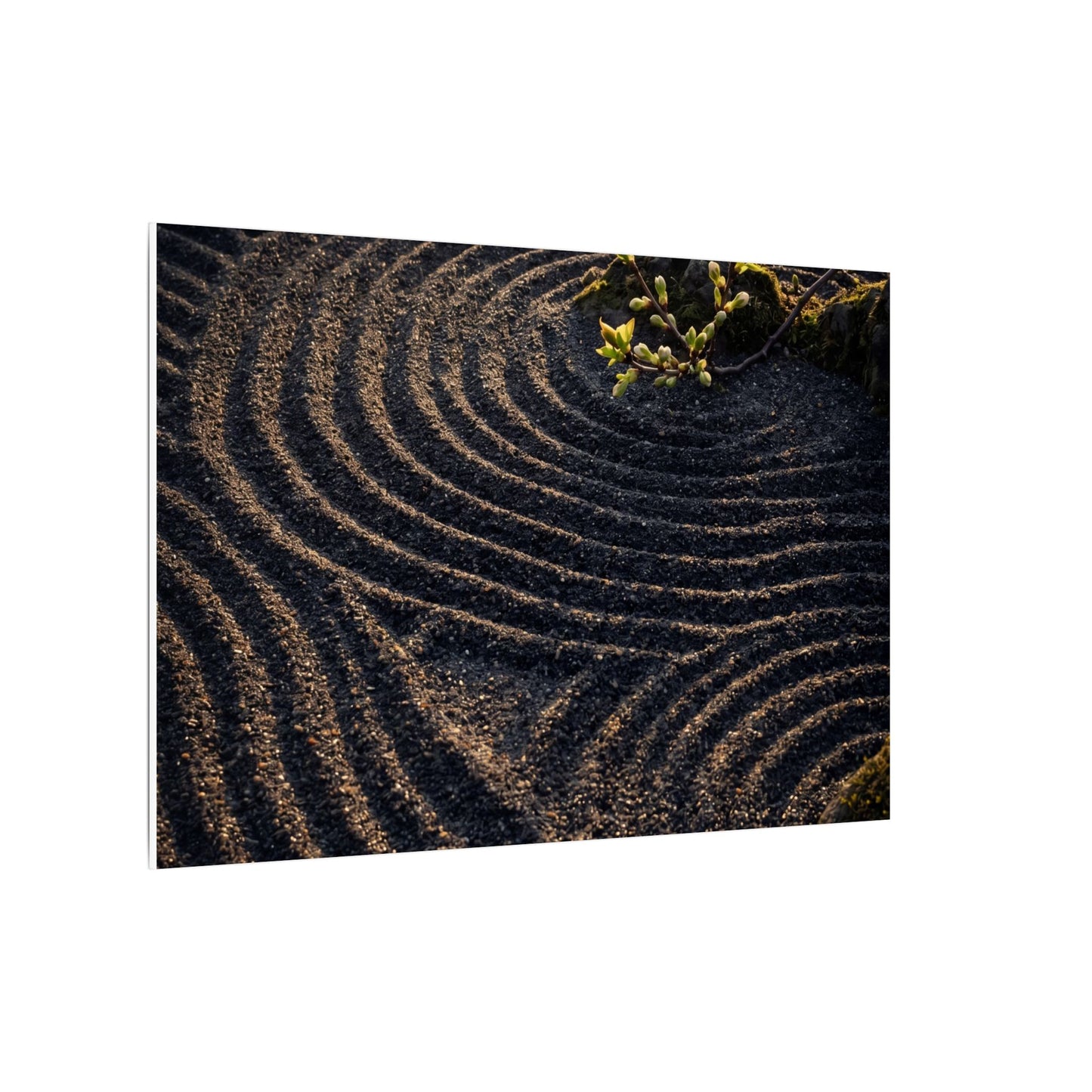 Spring Rock Garden Shadow Zen Canvas Art | Atmospheric Decor