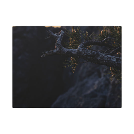 Pine Tree Moody Minimal Canvas Art | Sophisticated Dark Japandi Art Art Print