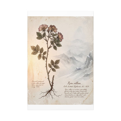 Winter Mountain Mist Herbarium Canvas Art | Earthy Decor