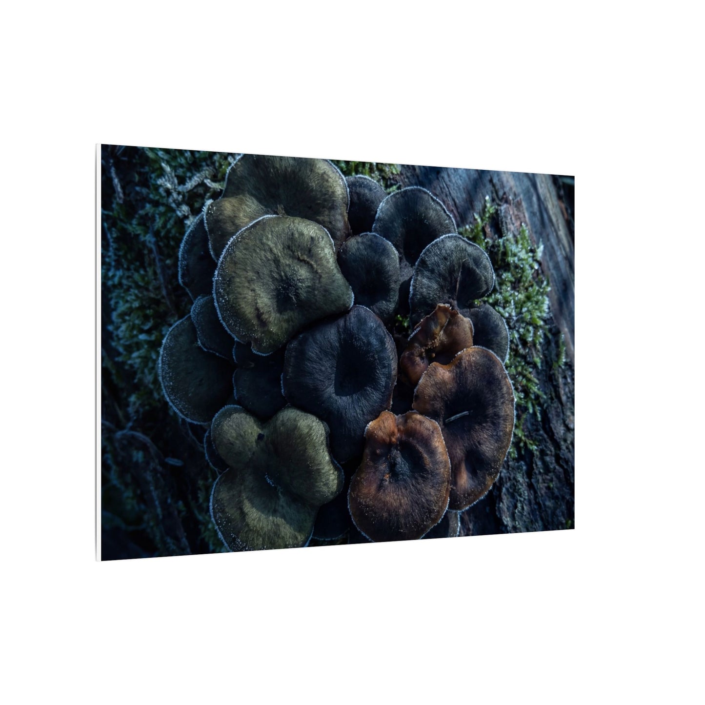 Wild Mushrooms Moody Minimal Canvas Art | Moody Dark Japandi Art