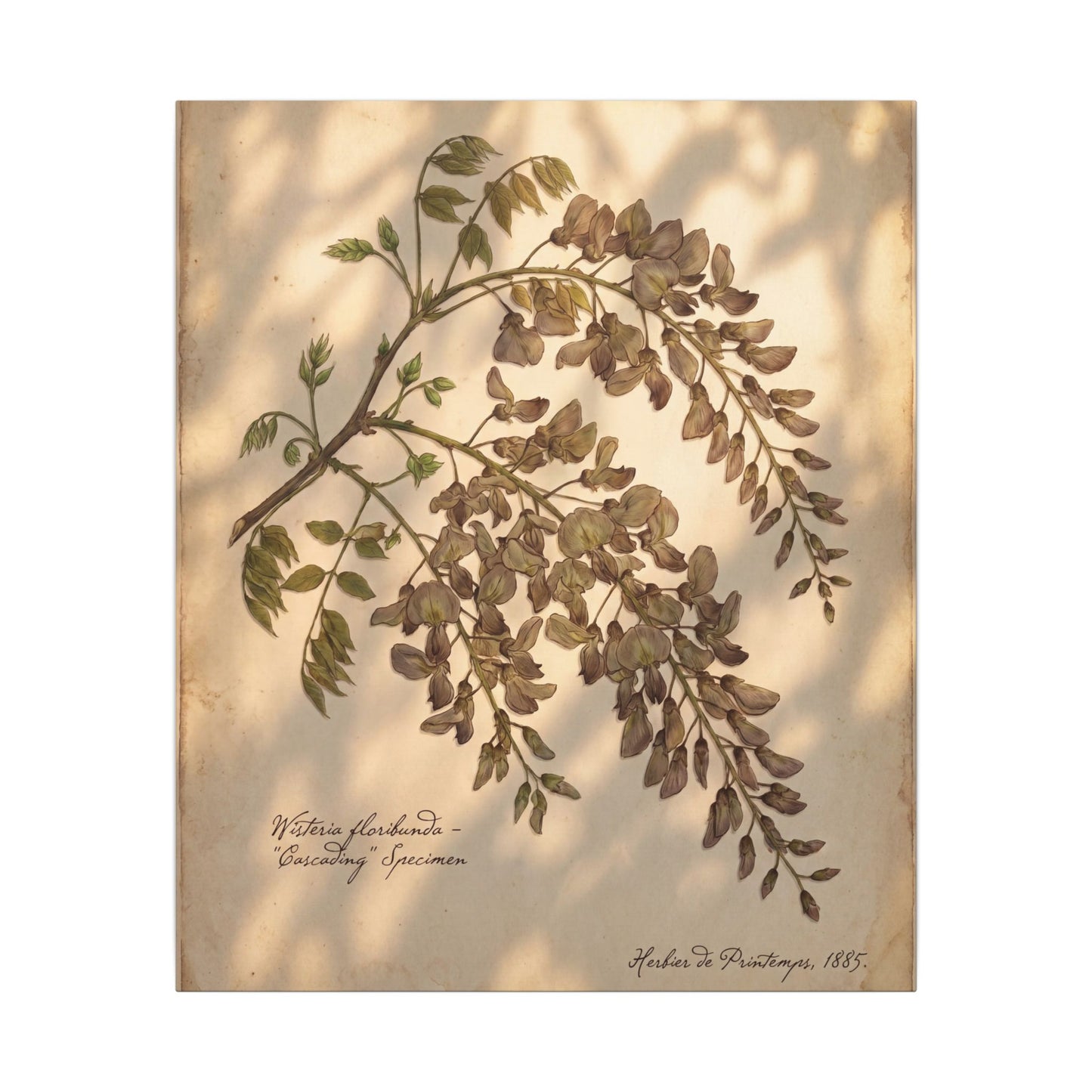 Spring Wisteria Herbarium Canvas Art | Earthy Decor