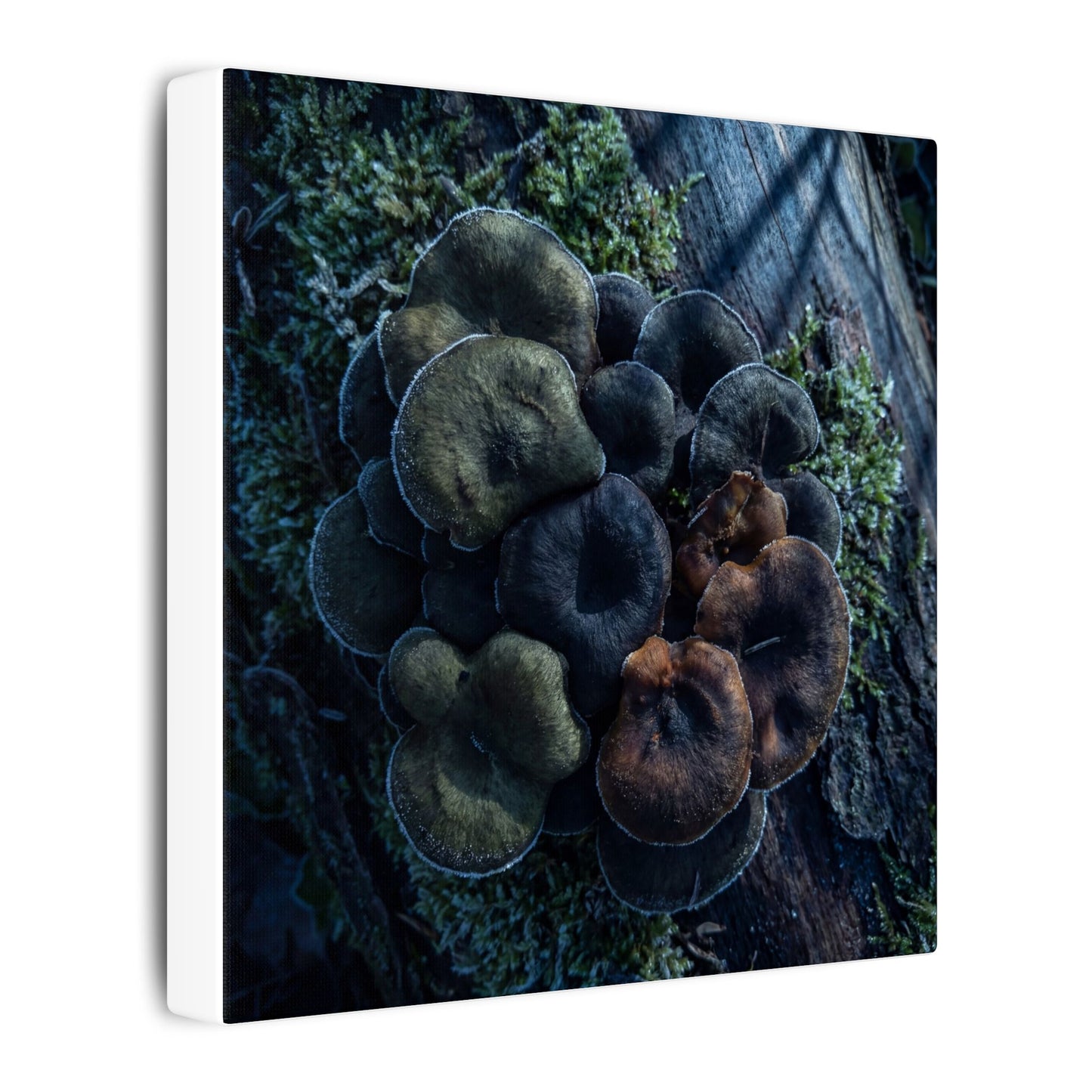 Wild Mushrooms Moody Minimal Canvas Art | Moody Dark Japandi Art