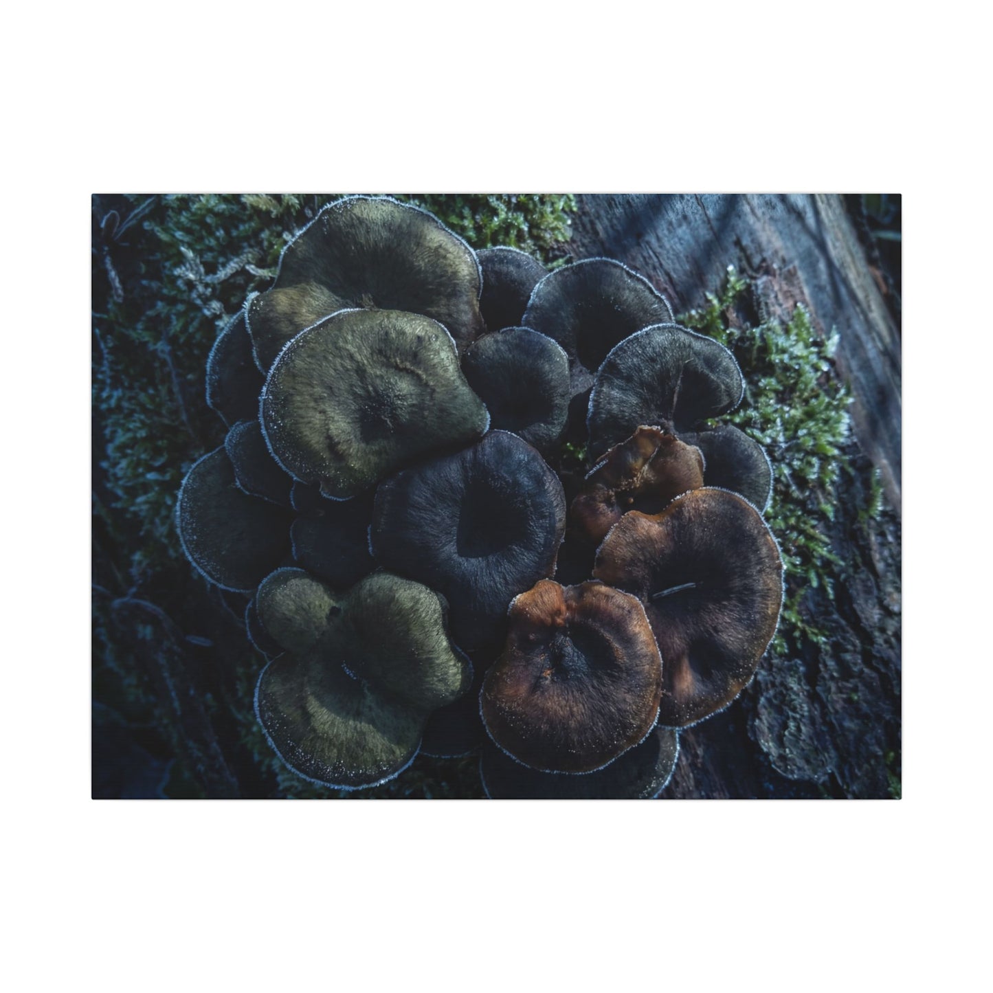 Wild Mushrooms Moody Minimal Canvas Art | Moody Dark Japandi Art Art Print