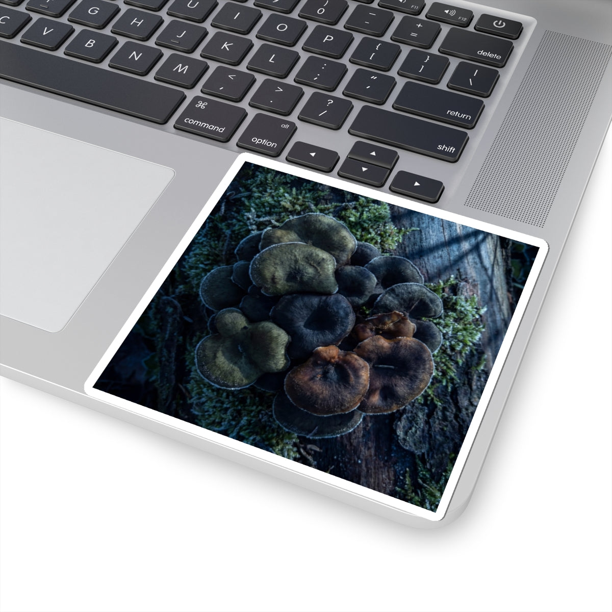 Wild Mushrooms Sticker | Winter Dark Japandi Moody Minimal Art Art Print