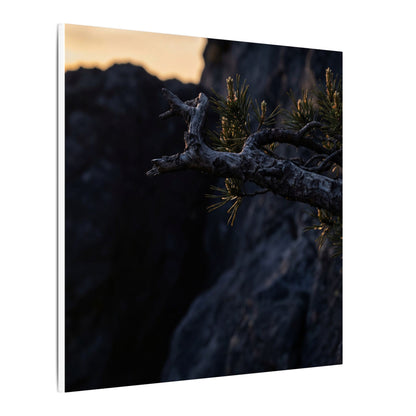 Pine Tree Moody Minimal Canvas Art | Sophisticated Dark Japandi Art