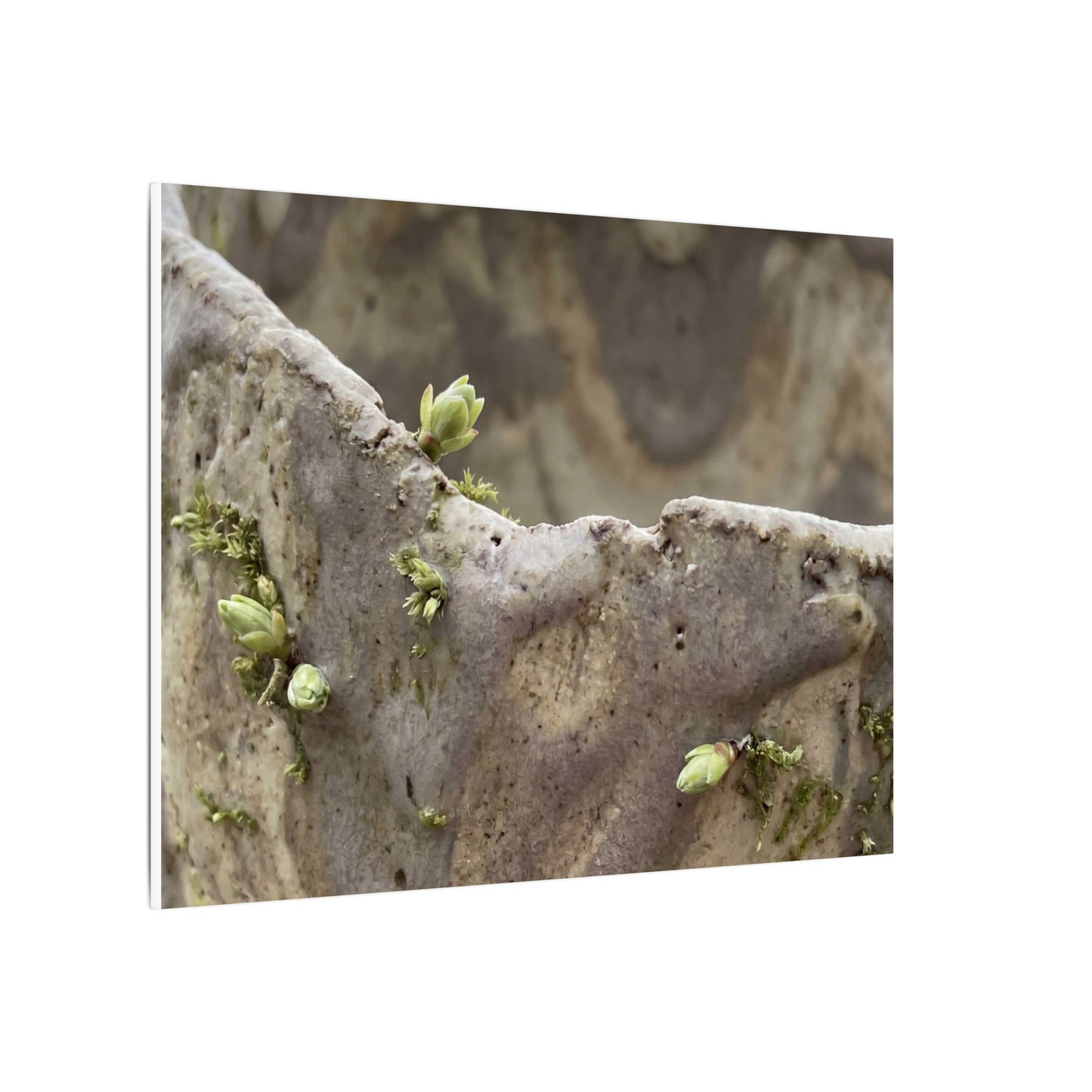 Overcast Ceramic Bowl Canvas Art - Japandi Fukinsei