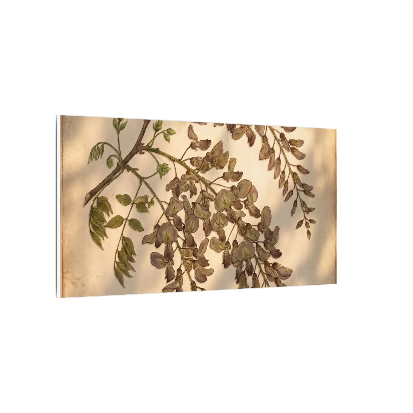 Spring Wisteria Herbarium Canvas Art | Earthy Decor