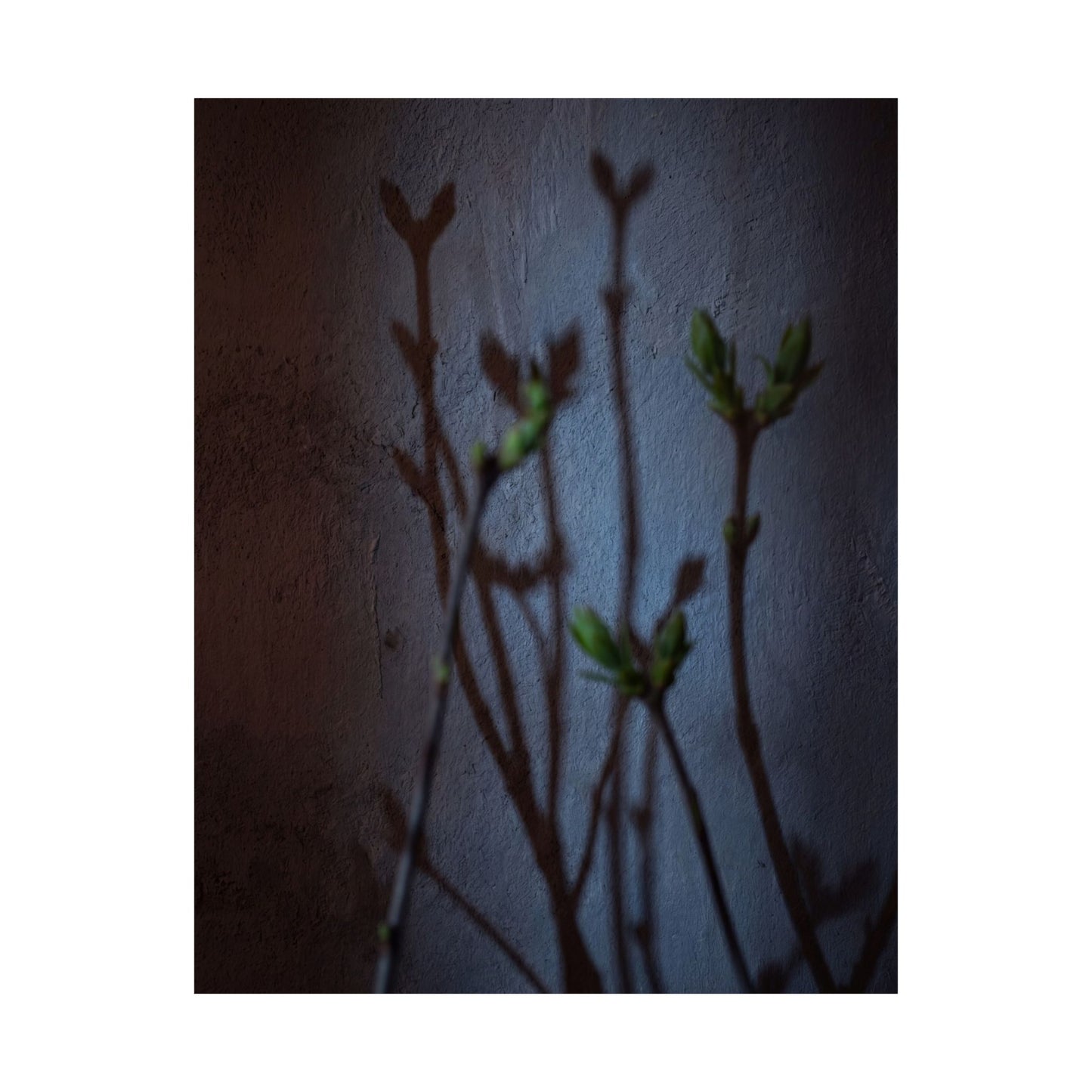 Spring Shadow Play Shadow Zen Wall Art Print | Moody Decor
