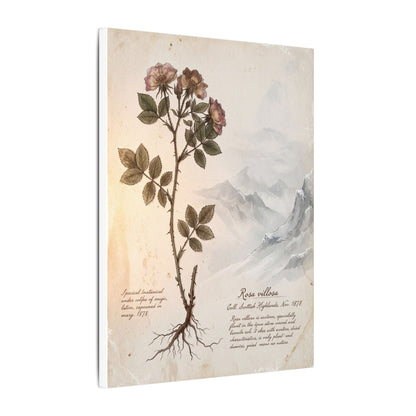 Winter Mountain Mist Herbarium Canvas Art | Earthy Decor