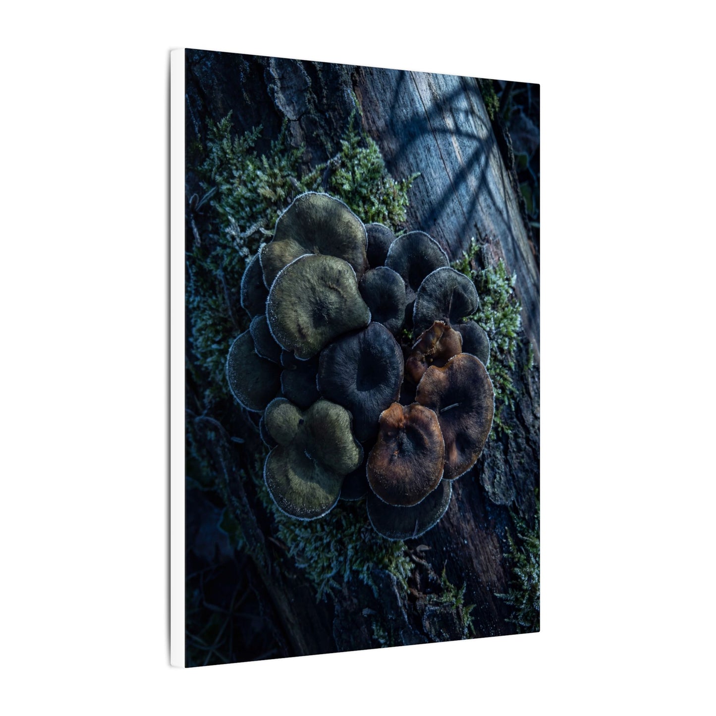 Wild Mushrooms Moody Minimal Canvas Art | Moody Dark Japandi Art