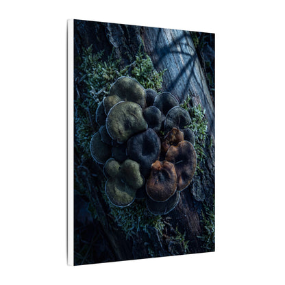 Wild Mushrooms Moody Minimal Canvas Art | Moody Dark Japandi Art