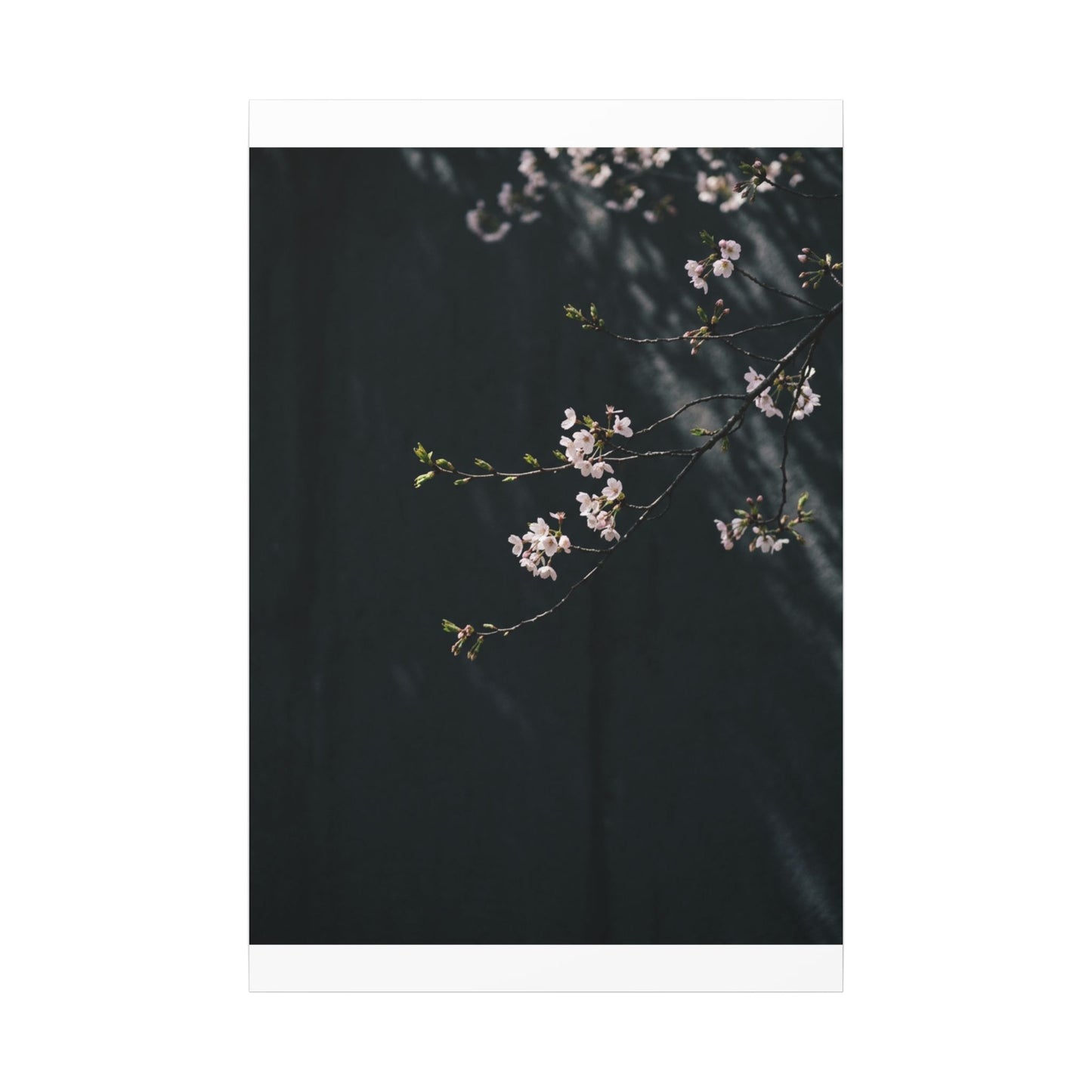 Cherry Blossom Spring Canvas Art | Dark Japandi Sophisticated Design