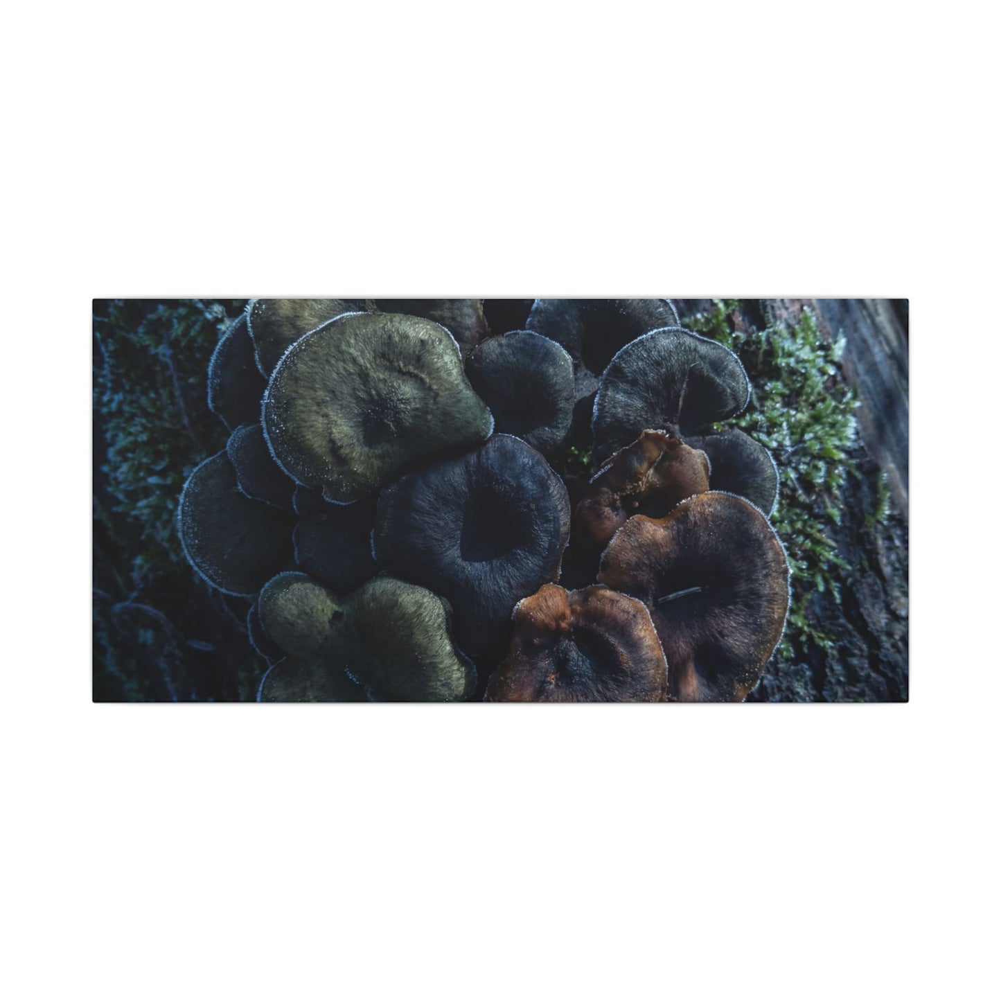 Wild Mushrooms Moody Minimal Canvas Art | Moody Dark Japandi Art